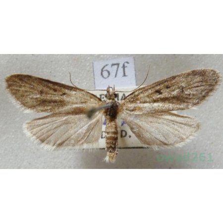 Diurnea fagella (Denis & Schiffermüller, 1775) Czech67f